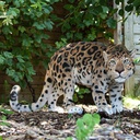 POLYRESINE LEOPARD MARCHANT
