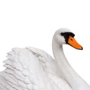 WEB-POLY SWAN