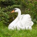 WEB-POLY SWAN