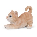 WEB-POLY MINI KITTENS
