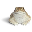 POLYRESINE CRAPAUD