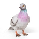 WEB-POLY PIGEONS 20X11H20CM