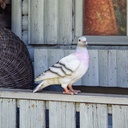WEB-POLY PIGEONS 20X11H20CM