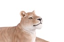 11154056 - GID - Ornaments - XXL Lioness Lying -7 -zoom3.jpg