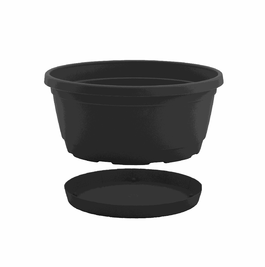 03202239 -rumba -2-1.png
