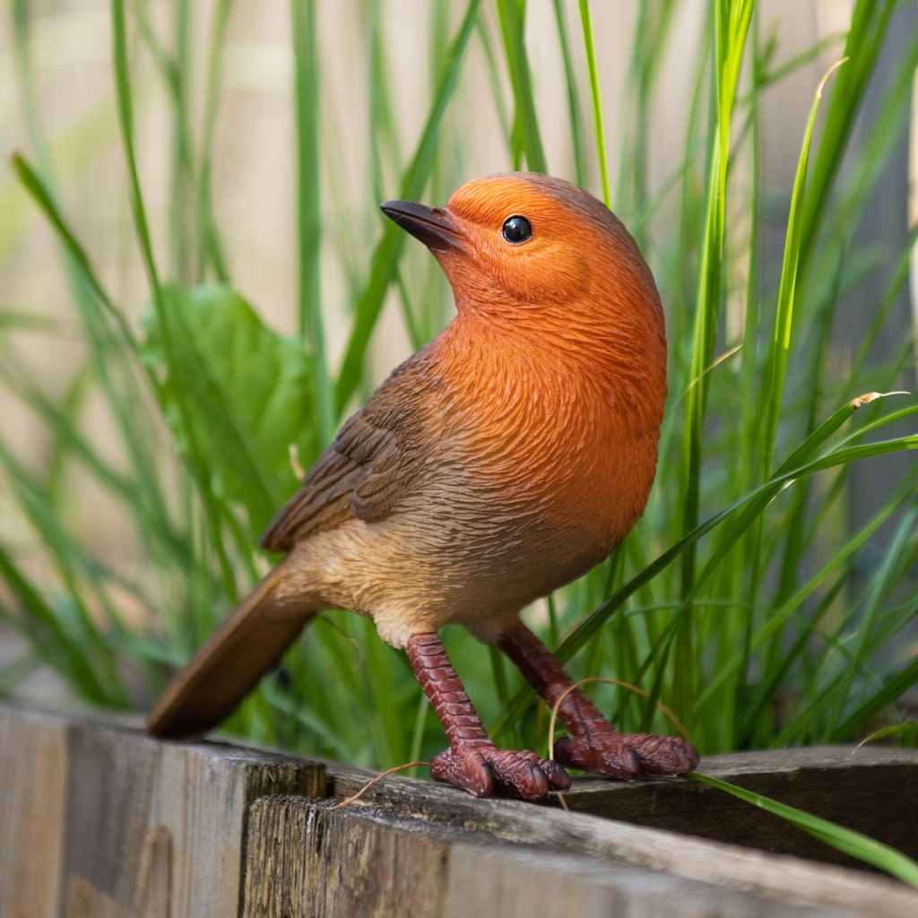 WEB-POLY ROBIN