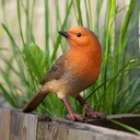WEB-POLY ROBIN