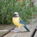 WEB-POLY BLUE TIT