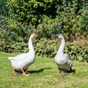 WEB-POLY GOOSE 45X26H65CM