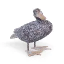 11154181 - Royal Duck 2-1.webp