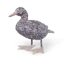 11154181 - Royal Duck 3-1.webp