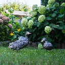 11154181 - Royal Duck in situ-1.webp