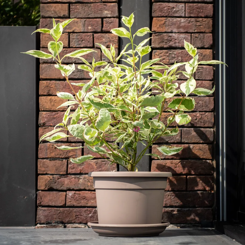 Cilinrdo taupe in situ.2.webp