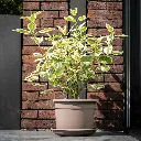 Cilinrdo taupe in situ.2.webp