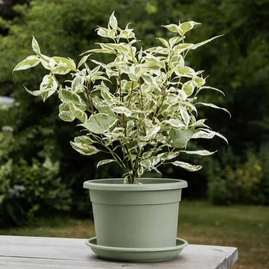 Cilinrdo vert in situ.3.webp
