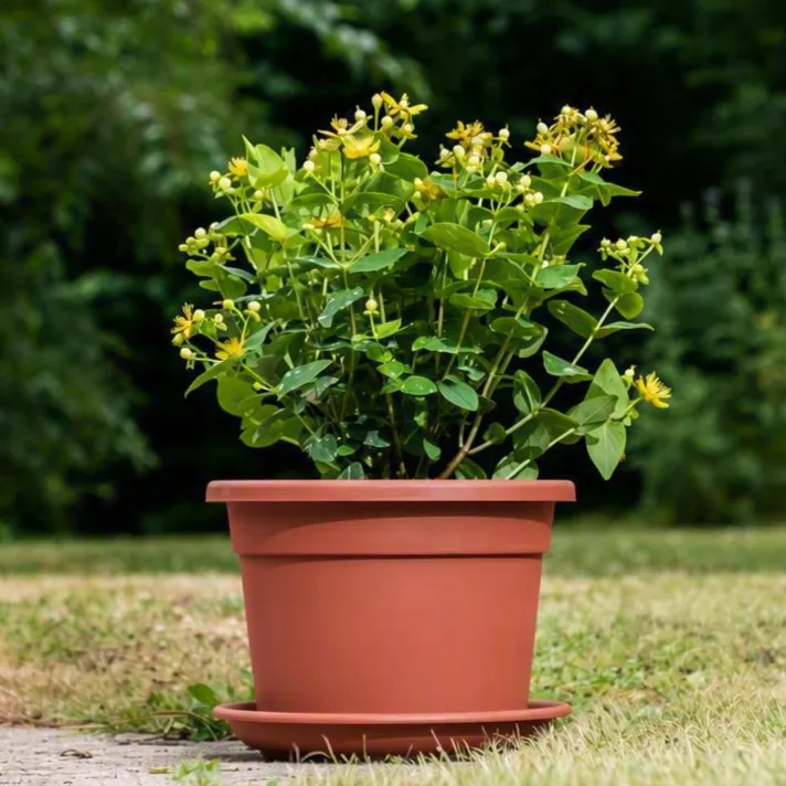 Cilinrdo terra in situ.3.webp