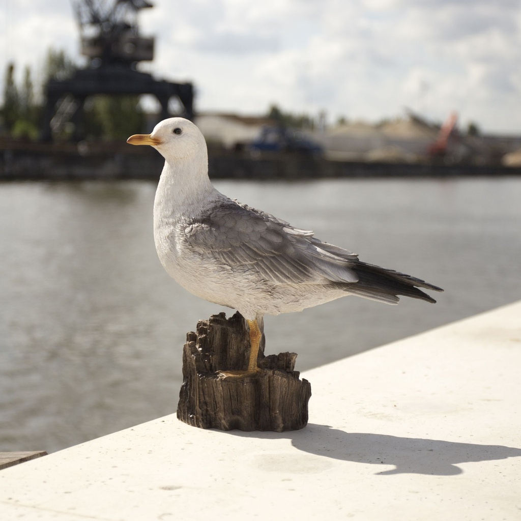11154017 - seagull medium - in situ 2-1.jpg