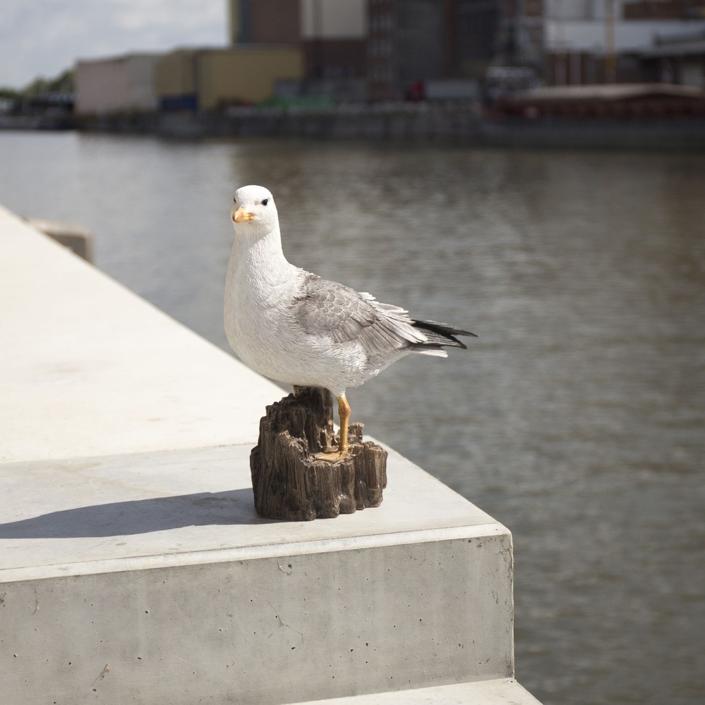 11154017 - seagull medium - in situ 7-1.jpg
