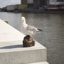 11154017 - seagull medium - in situ 7-1.jpg
