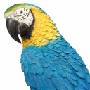 056844- Macaw Blue -5-1.jpg