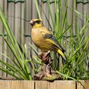 11152920 - goldfinch-situ2-1.jpg