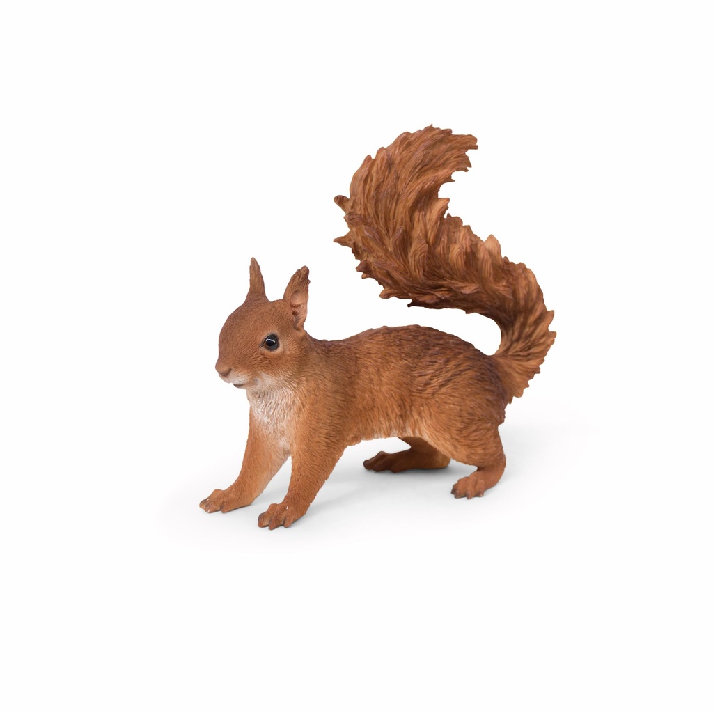 11154174 - squirrel walking -4-1 1-1.jpg