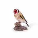 11154166 - goldfinch red on wood -2-1 1-1.jpg