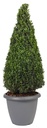 Teramo Anthacite + plante.jpg