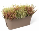Fence Pot Smile - anthracite 50cm - with plant2 copie-1.jpg