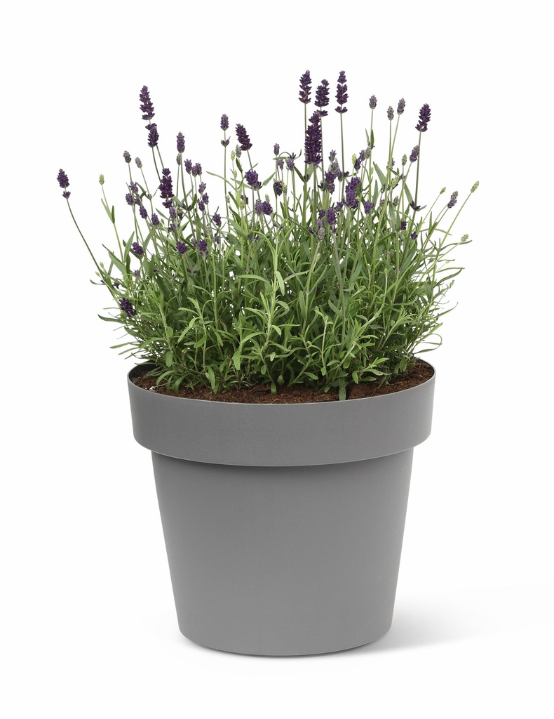 Happy Pot - Anthracite - with plant 4-1.jpg