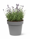 Happy Pot - Anthracite - with plant 4-1.jpg