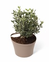 Gutter Pot Happy - with plant 1-1.jpg