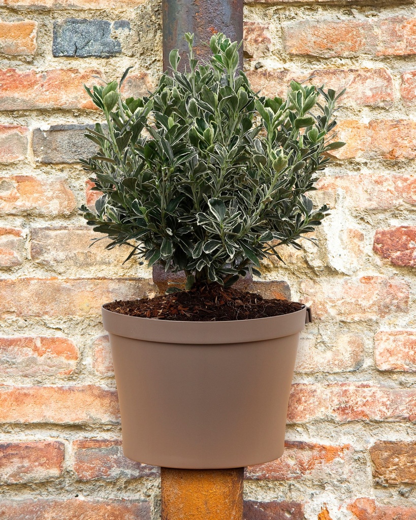 Gutter Pot Happy - in situ-1.jpg