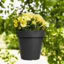 Hangende Star Air pot – met waterreservoir (Ø20xH18,4cm)
