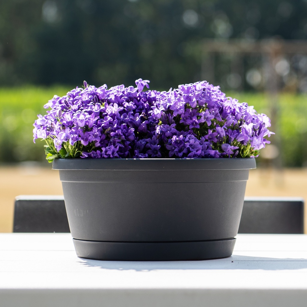 COUPE RUMBA +RESERVE