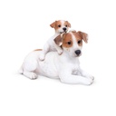 Decorative dogs + puppy – ultra-realistic sculptures (27x14xH14cm)