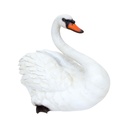 WEB-POLY SWAN