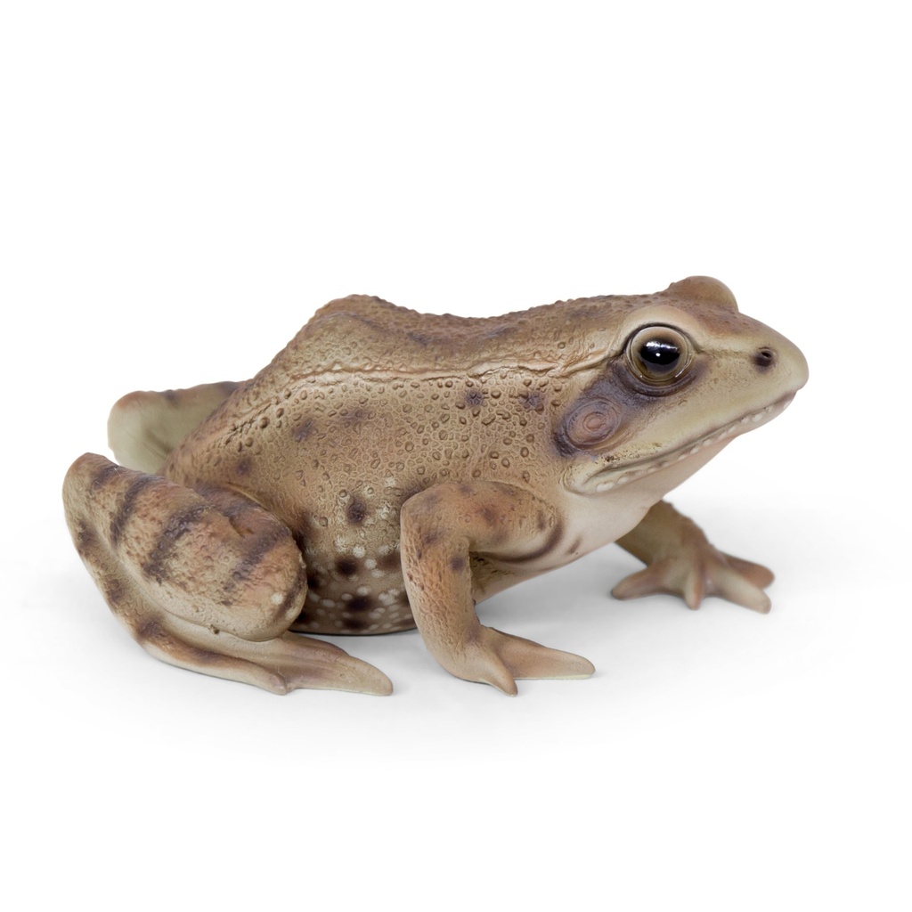 Dekorativer Frosch – braun oder grün (15x12xH8cm)