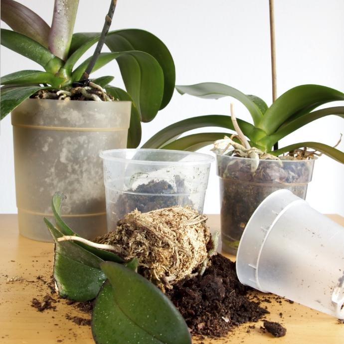 Pot pour orchidée transparent – Growing Pot Orchid (5 tailles: de Ø12xH11cm à Ø21xH19cm)