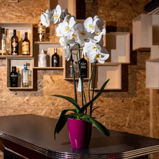 ORCHID POT 12,5H16