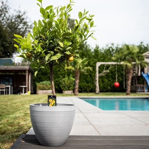 POT GREEN CARE IMPACT