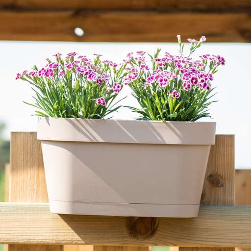 BLUMENKASTEN STAR +HAKEN 50X21H23 